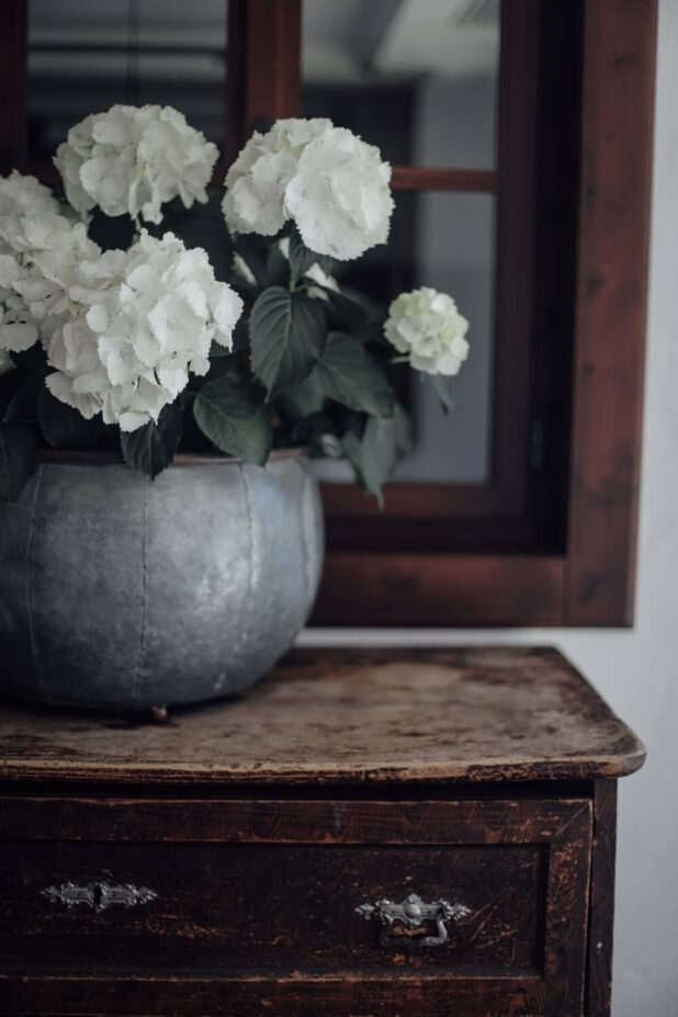 Hortensie am Moar Gut