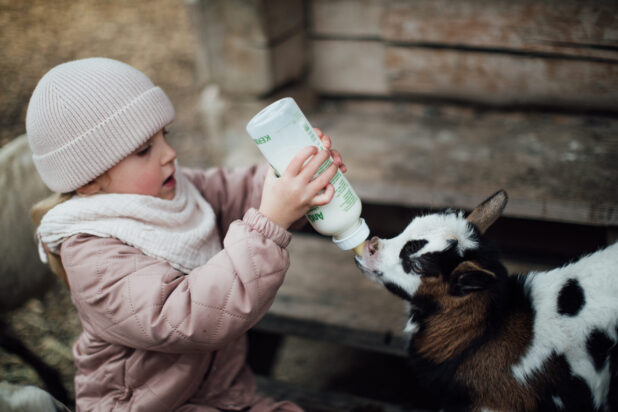 Kind füttert Ziege mit Flasche