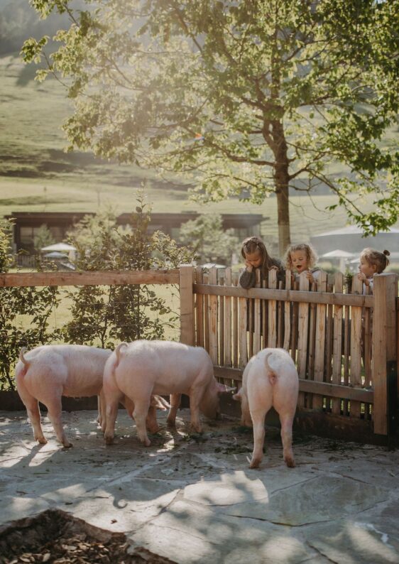 Schweine am Bauernhof