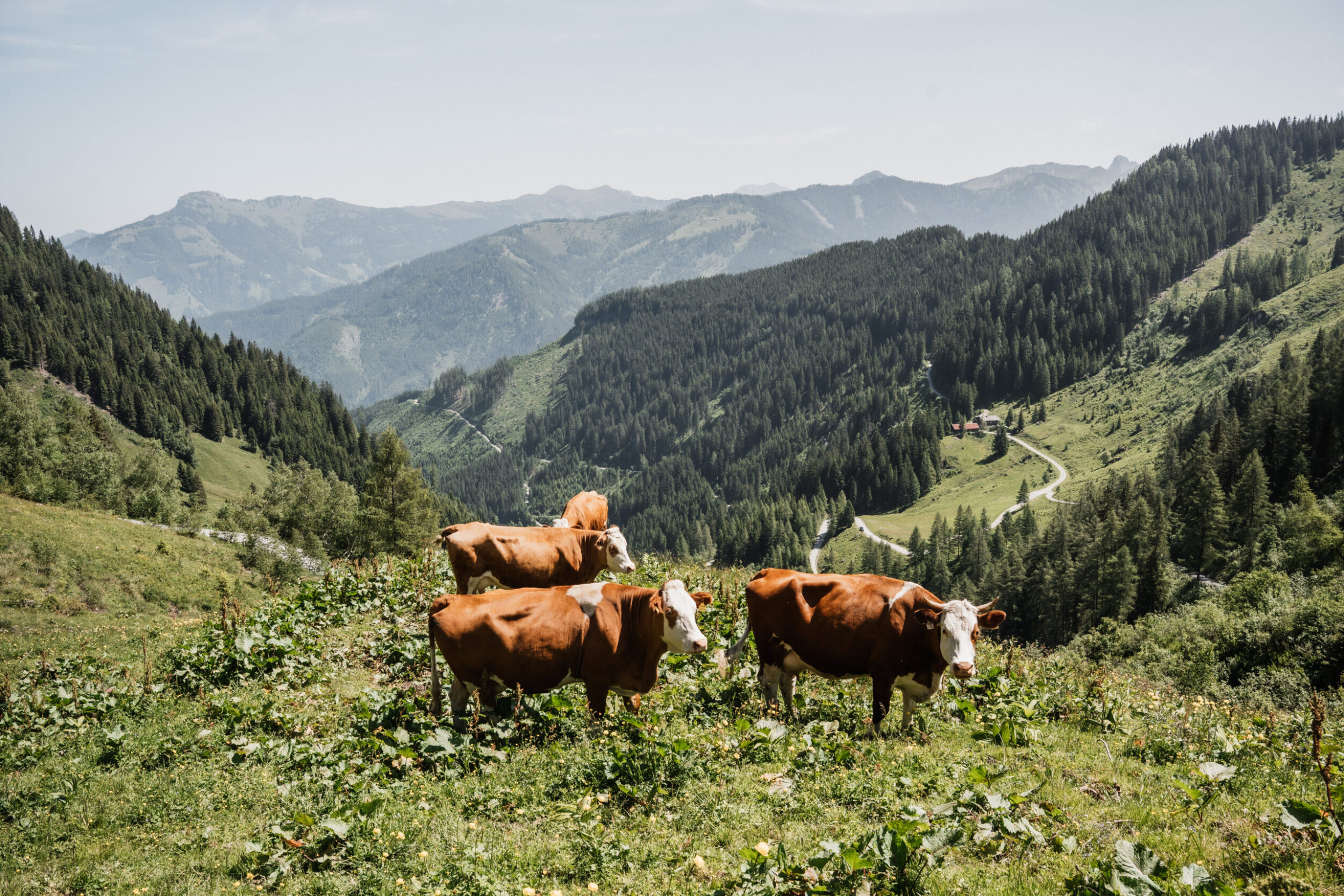kühe auf der alm