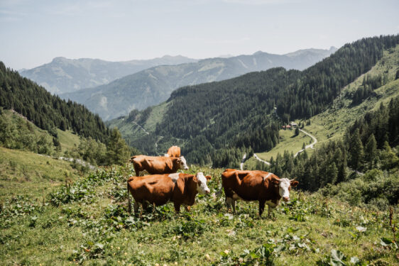 kühe auf der alm